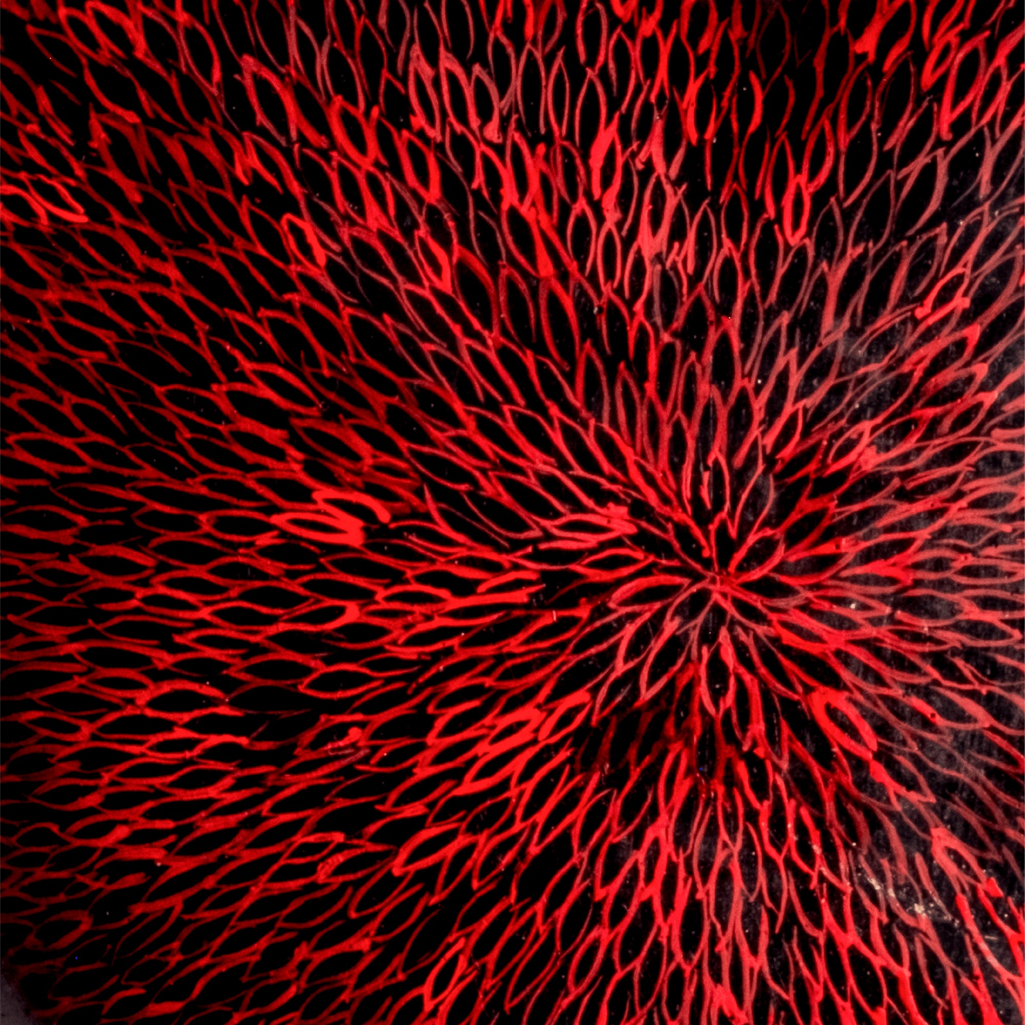 Flor Roja sobre Negro